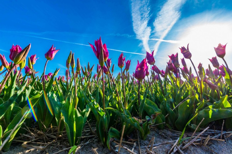 Keukenhof Deal